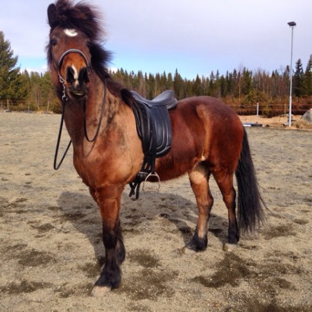 Helgi från Solbacken 4, hämtades hem mars 2014